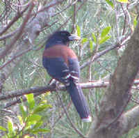 A Lidth's Jay photographed during a FONT Tour in Amami.