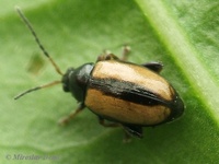 Phyllotreta armoraciae - Horseradish flea beetle