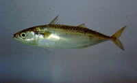 Rastrelliger faughni, Island mackerel: fisheries, gamefish