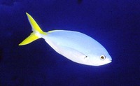 Caesio cuning, Redbelly yellowtail fusilier: fisheries