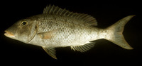 Lethrinus amboinensis, Ambon emperor: fisheries