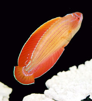 Paracheilinus octotaenia, Red Sea eightline flasher: aquarium
