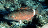 Oxycheilinus unifasciatus, Ringtail maori wrasse: fisheries, aquarium
