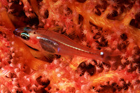 Apogon dispar, Redspot cardinalfish: