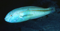 Halichoeres zeylonicus, Goldstripe wrasse: aquarium