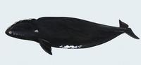 Image of: Eubalaena japonica (North Pacific right whale)