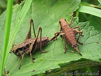 Pholidoptera griseoaptera - Dark Bush-cricket