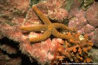 Echinaster spinulosus - Small-spine sea star