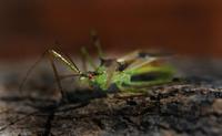 Image of: Zelus