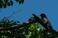 Black Cuckoo - Cuculus clamosus