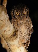 Tropical Screech-Owl - Megascops choliba