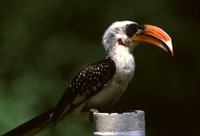 Jackson's Hornbill - Tockus jacksoni