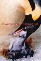 FT0148-00: Emperor Penguin feeds the newly hatched chick on his feet. Captive birds. SeaWorld, S...