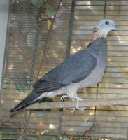 Ashy wood pigeon Columba pulchricollis