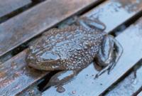 : Caudiverbera caudiverbera; Water Helmeted Toad