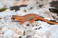 : Lyciasalamandra luschani basoglui; Lycian Salamander