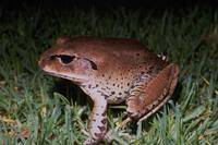 : Mixophyes fasciolatus; Great Barred-Frog