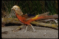 : Chrysolophus pictus; Golden Pheasant