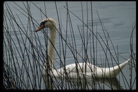 : Cygnus olor; Mute Swan