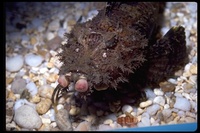 : Inimicus didactylus; Bearded Ghoul Fish