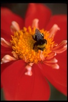 : Bombus sp.; Bumble Bee