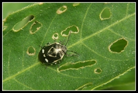 : Eurydema oleracea