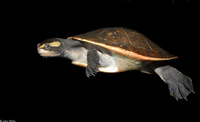 : Emydura subglobosa; Jardine River Turtle