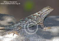 : Sceloporus clarkii; Clark's Spiny Lizard