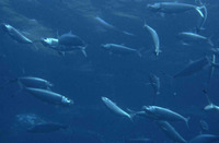 Sardinella maderensis, Madeiran sardinella: fisheries, bait