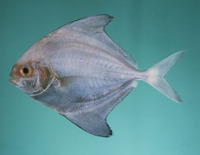 Parastromateus niger, Black pomfret: fisheries