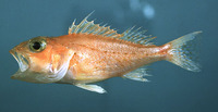 Pontinus longispinis, Longspine scorpionfish: