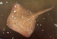 Raja microocellata, Small-eyed ray: fisheries, gamefish