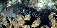 Paracirrhites hemistictus, Whitespot hawkfish: