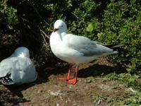 Larus novaehollandiae - Silver Gull