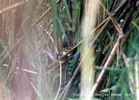 Marsh Babbler - Pellorneum palustre