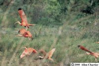 Scarlet Ibis - Eudocimus ruber