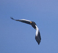 Steller's Sea-Eagle (Haliaeetus pelagicus) photo