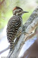 Striped Woodpecker - Picoides lignarius