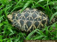 Burmese Star Tortoise, Geochelone platynota