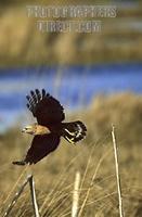 Red Shouldered Hawk , Merritt Island National Wildlife Refuge , Florida stock photo