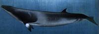 The Minke Whale is the smallest and most abundant of the rorqual