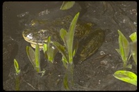 : Rana sierrae; Sierra Nevada Yellow-legged Frog