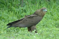 : Terathopius ecaudatus; Bateleur Eagle
