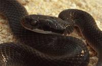 : Crotaphopeltis hotamboea; White-lipped Snake