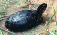 : Kinosternon subrubrum; Common Mud Turtle