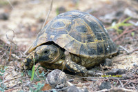 : Testudo nabeulensis; Tunisian Spur-thighed Tortoise