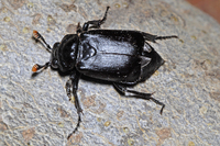 : Nicrophorus nigrita; Black Burying Beetle