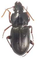 : Prosopogmus sp.