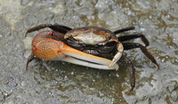 : Uca pugnax; Fiddler Crab