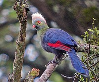 The poorly-known endemic Prince Ruspoli's Turaco is endangered through forest clearance  (Nik Bo...